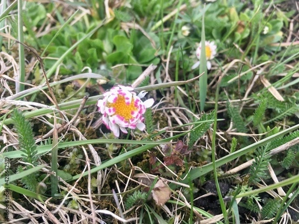 Obraz flowers in the grass
