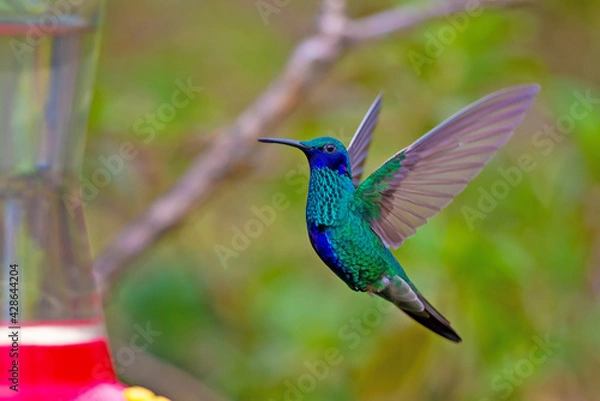 Obraz Hummingbird in Ecuador