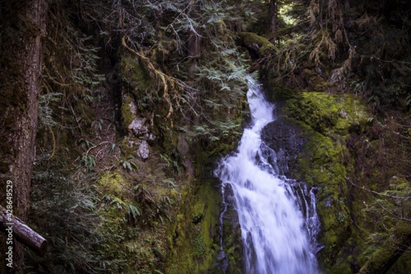 Fototapeta waterfall in the forest