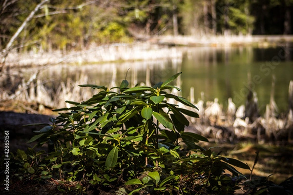 Obraz water in the forest