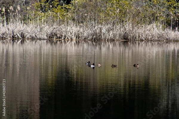 Obraz ducks on water