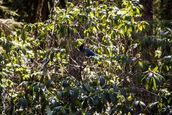 Obraz blue bird on a branch