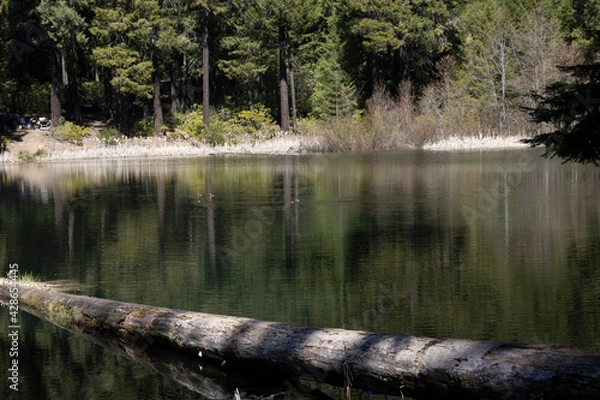 Obraz Lake in the woods