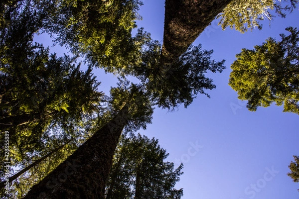 Fototapeta trees and sky