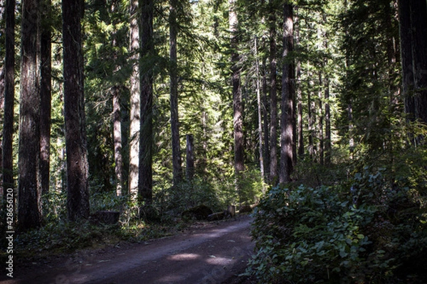 Fototapeta path in the forest