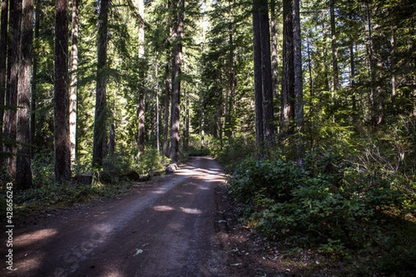 Fototapeta path in the forest