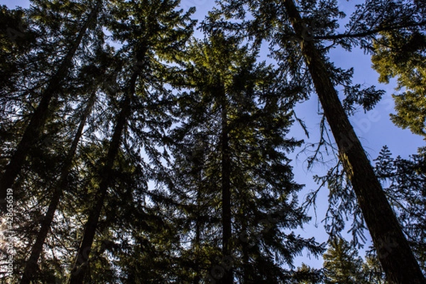 Fototapeta trees and sky