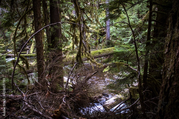 Fototapeta forest in spring