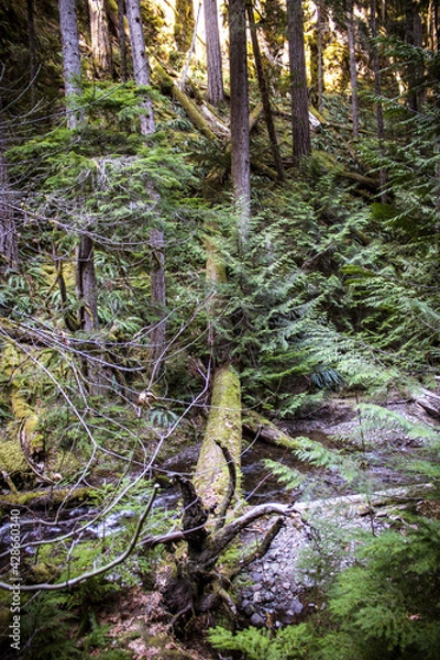 Fototapeta moss covered tree