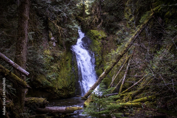 Obraz waterfall in the forest