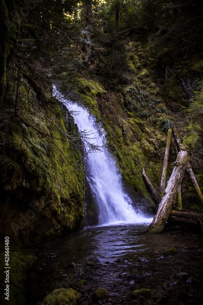 Obraz waterfall in the forest