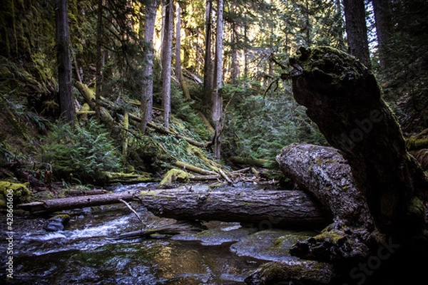 Obraz river in the woods