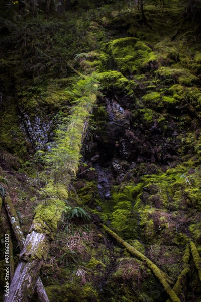 Obraz moss covered rocks