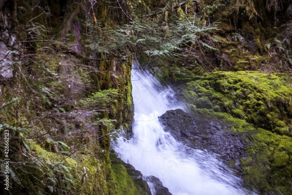 Obraz waterfall in the forest