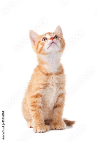 Fototapeta Cute orange kitten looking up on white