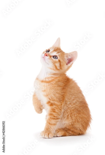 Obraz Cute orange kitten looking up on white