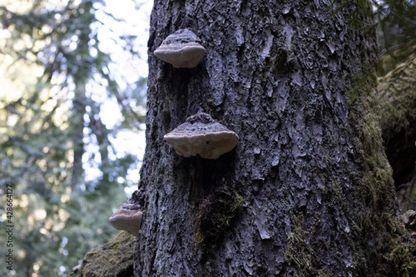 Fototapeta mushroom on tree