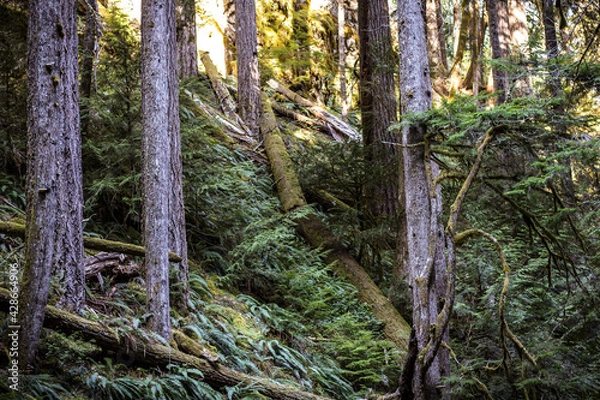 Fototapeta forest in spring