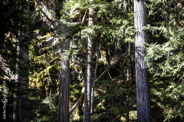 Obraz trees in the forest
