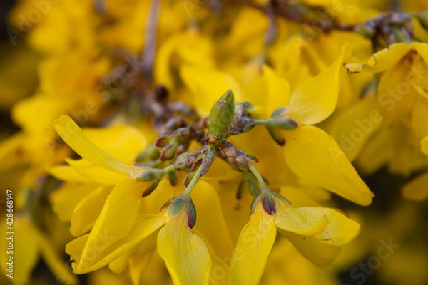 Fototapeta yellow flower