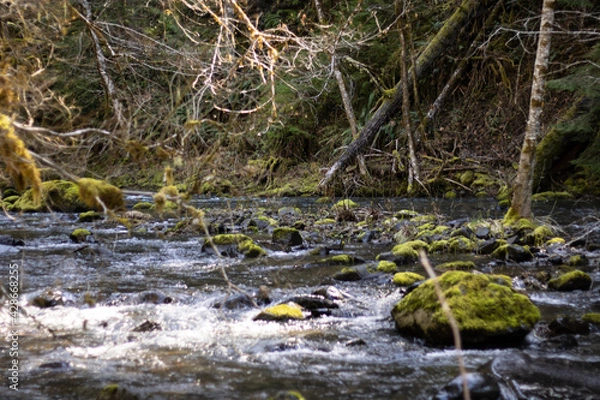 Obraz small river in the forest