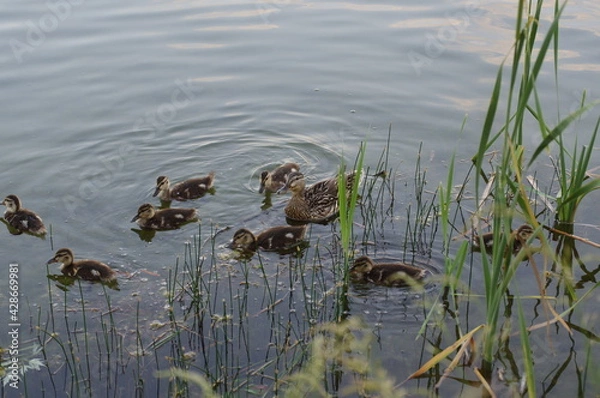 Obraz mallard duck and yellow-brown ducklings swim on the water