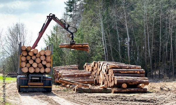 Fototapeta Log loader or forestry machine loads a log truck