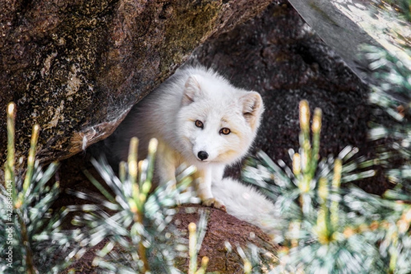 Fototapeta Arctic Fox