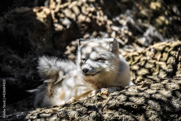 Fototapeta Arctic Fox