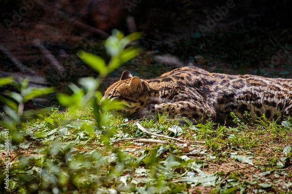 Fototapeta Ocelot taking a catnap