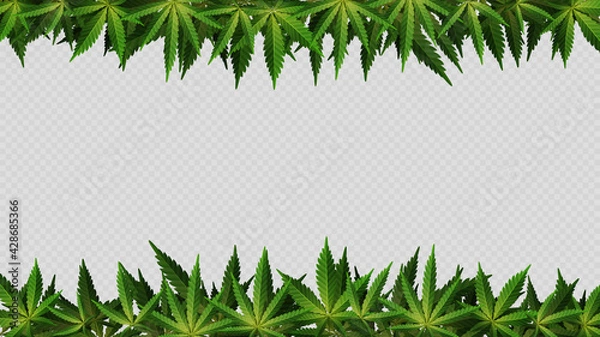 Fototapeta Frame of hemp leaves around horizontal empty space. Layout of a frame made of Cannabis Leafs for your creativity