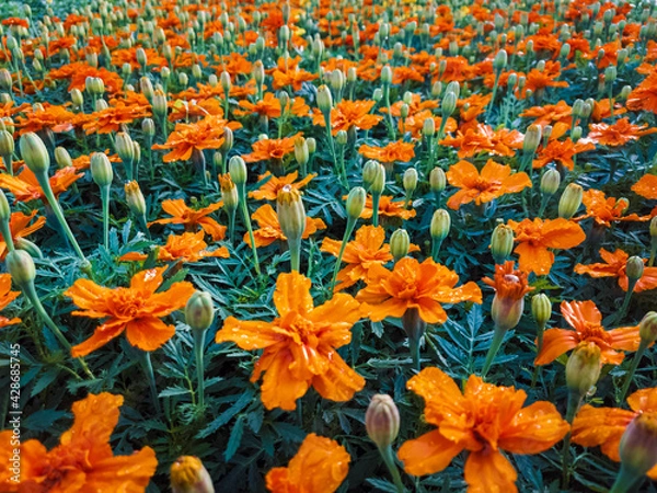 Obraz Orange flowers background
