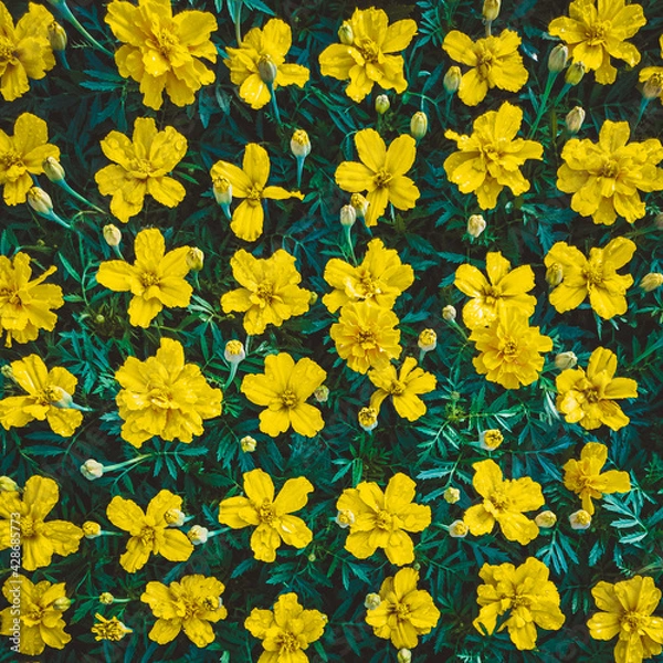 Obraz Yellow flowers background