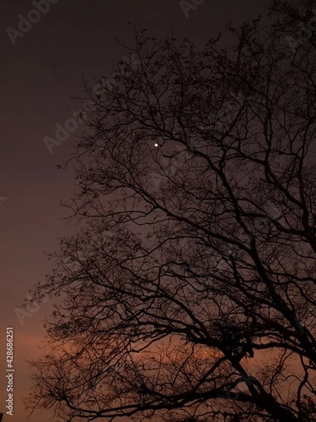Obraz Anoitecer e Lua