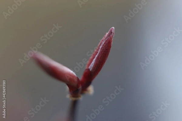 Fototapeta bud of a flower