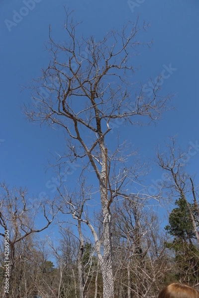 Fototapeta trees and sky