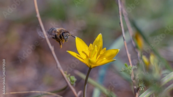 Fototapeta Bees on the first spring wildflowers. Close-up. Soft focus