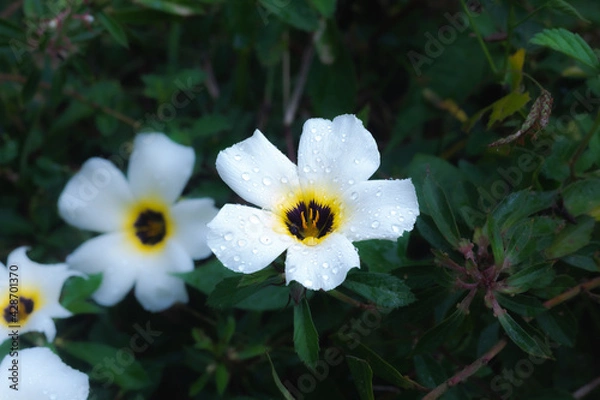 Obraz Flor Blanca de Panamá 