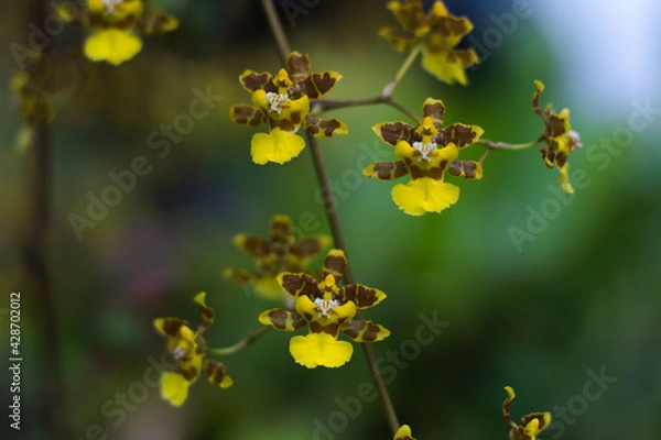 Obraz Panama yellow orchid.