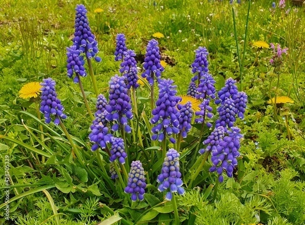 Obraz purple and yellow