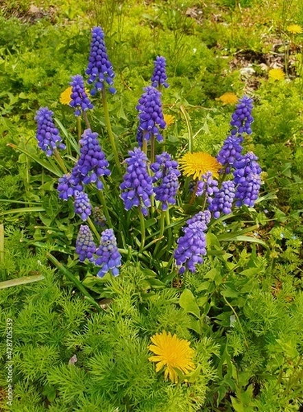 Obraz flowers in the garden