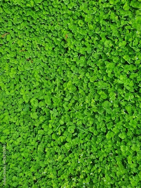 Obraz green background