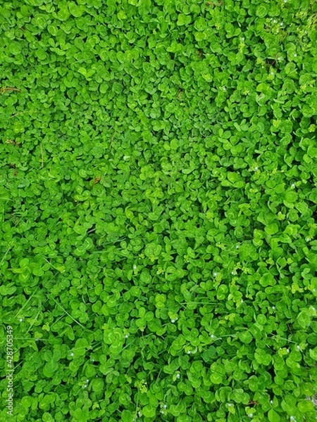 Obraz green background