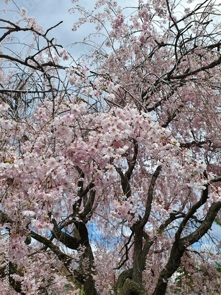 Obraz tree blossom