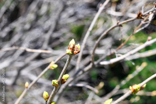 Obraz flower in spring