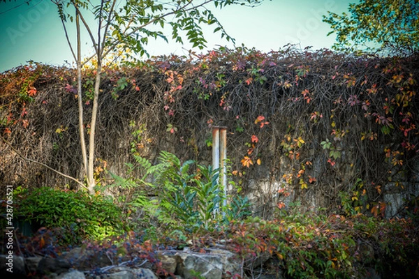 Obraz garden with flowers