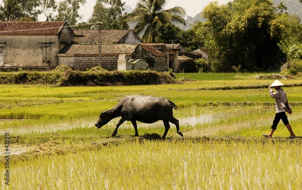 Obraz vietnam, halong bay road: water buffalo
