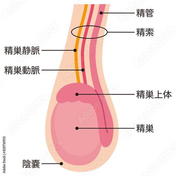 Fototapeta 睾丸の構造
