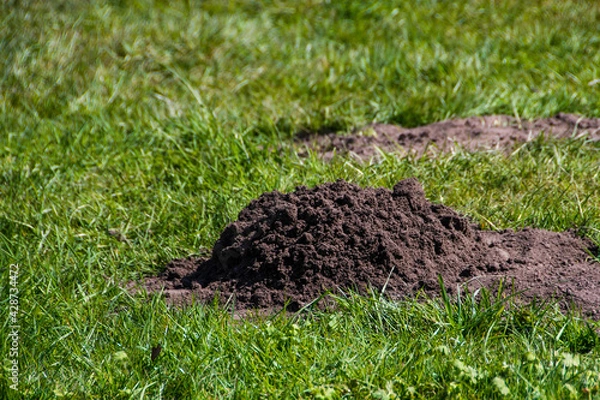 Fototapeta A Mole Hill