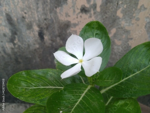 Fototapeta White Periwinkle Flower